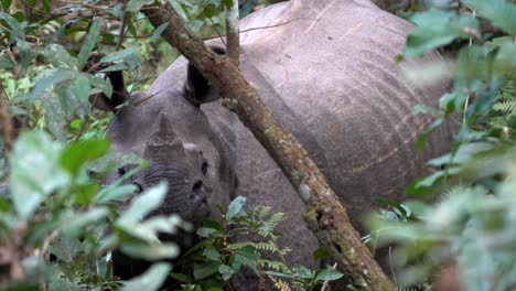 Un-Rinoceronte-De-Un-Cuerno-Asomándose-A-Través-De-Los-Arbustos-Y-árboles-En-La-Jungla-Del-Parque-Nacional-De-Chitwan