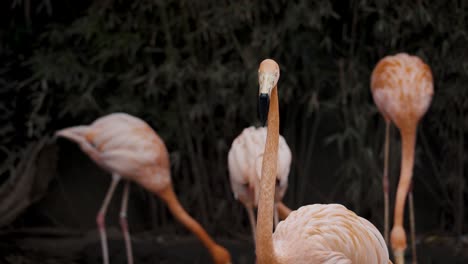 Caribbean-Flamingo-Breeds-In-Yucatán-Peninsula,-South-America