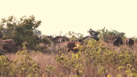 Afrikanische-Büffelherde,-Die-In-Der-Savanne-Im-Buschland-In-Einer-Linie-Läuft