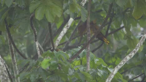 Ein-Paar-Oropendola-Vögel-Interagiert-Miteinander-In-Einem-Baum,-Während-Es-Regnet