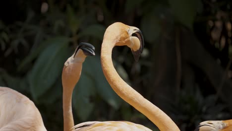 Aggressive-Caribbean-Flamingos-Bill-fighting.-close-up