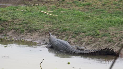 Ein-Gharial-krokodil,-Das-Halb-Untergetaucht-Am-Ufer-Eines-Flusses-Im-Chitwan-nationalpark-In-Nepal-Ruht