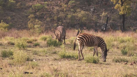 Plains-zebras-grazing-together-with-waterbuck-antelope-in-savannah