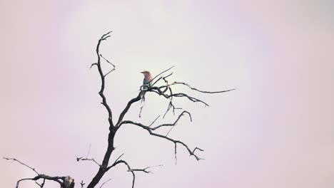 Lilac-breasted-roller-bird-sitting-perched-on-leafless-tree-branch