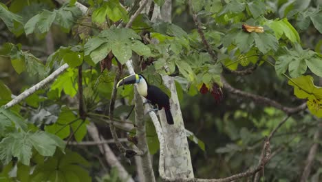 A-white-throated-toucan-is-perched-on-a-tree-branch-gazing-around-and-nodding-its-head,-static-shot
