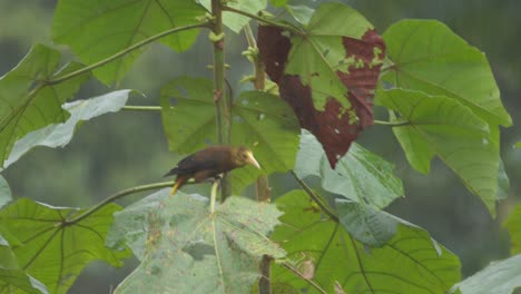 A-oropendola-bird-is-seen-hopping-around-on-a-tropical-tree-with-large-green-leaves-in-the-rain,-close-up-following-shot