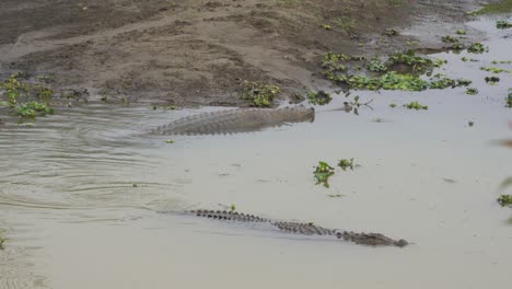 Some-crocodiles-swimming-around-in-the-water-half-submerged-in-the-Chitwan-National-Park-in-Nepal