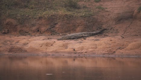 Nile-crocodile-lying-still-on-muddy-river-shore-in-South-Africa