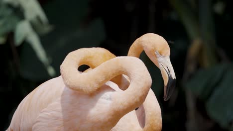 Nahaufnahme-Von-Rosafarbenen-Flamingos,-Die-Federn-Bürsten
