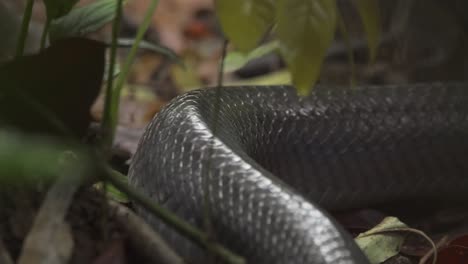 Close-up-of-Eastern-Indigo-snake-going-through-forest-floor-among-fallen-leaves