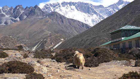 Ein-Yak,-Der-Auf-Einer-Felsigen-Weide-Weidet,-Mit-Den-Himalaya-bergen-Im-Hintergrund