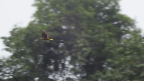 A-oropendola-flaps-its-wings-and-flies-in-front-of-trees,-and-then-goes-behind-a-tree,-following-shot