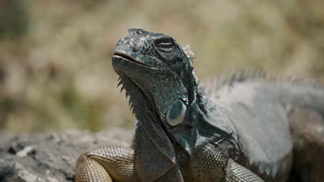 Close-Up-Of-Sleepy-Iguana-In-The-Wild-At-Daytime