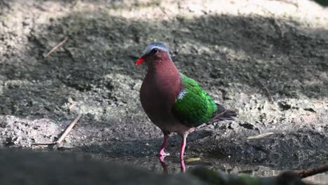 Seen-at-a-waterhole-in-the-forest-looking-around-ready-to-bathe,-Common-Emerald-Dove-Chalcophaps-indica,-Thailand