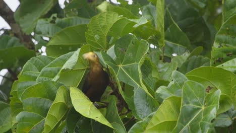 A-brown-oropendola-bird-is-seen-sitting-on-the-end-of-a-tree-branch-with-large-green-leaves-and-pecks-into-it-and-then-flies-off