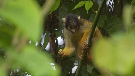 Black-capped-squirrel-monkey-eating-big-juicy-insect-sitting-in-the-forest-canopy-closeup