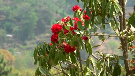 Einige-Rhododendren,-Die-In-Der-Brise-An-Der-Seite-Eines-Hügels-Wehen