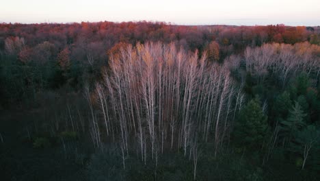 Colorful-Fall-Forest-with-yellow-capped-birch-trees-in-a-moody-sunset-landscape,-Aerial-view-from-above