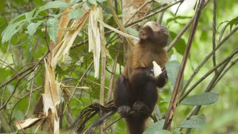 A-capuchin-monkey-sits-in-a-tree-and-pulls-a-piece-of-sugar-cane-off-and-eats-it