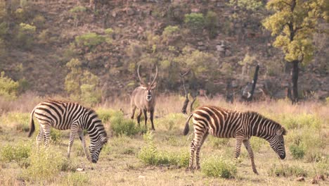 Waterbuck-antelope-standing-between-two-grazing-zebras-in-savannah