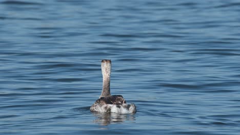 Seen-from-its-back-moving-forward-on-the-lake,-Great-Crested-Grebe-Podiceps-cristatus-Bueng-Boraphet-Lake,-Nakhon-Sawan,-Thailand