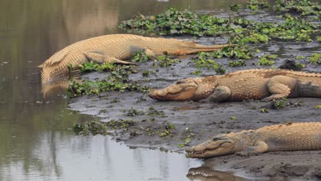 Ein-Zoom-In-Ansicht-Von-Muggar--Und-Gharial-krokodilen,-Die-Am-Ufer-Eines-Flusses-Im-Chitwan-nationalpark-In-Nepal-Ruhen