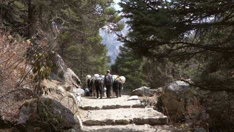 Pangboche,-Nepal---13-De-Marzo-De-2022:-Yaks-Caminando-Por-Un-Sendero-En-Las-Montañas-Del-Himalaya-Camino-Al-Campamento-Base-Del-Everest