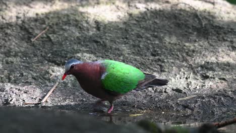 Looking-around-then-stoops-down-to-drink-some-water,-Common-Emerald-Dove-Chalcophaps-indica,-Thailand