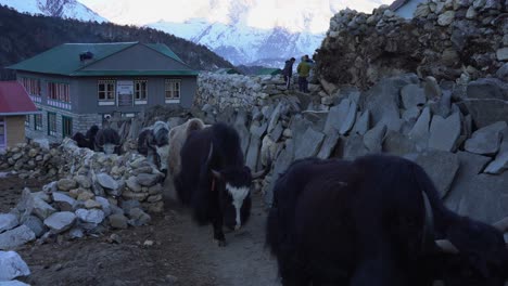 A-train-of-yaks-walking-along-a-trail-in-the-Himalaya-Mountains-of-Nepal-on-the-trail-to-Everest-Base-Camp