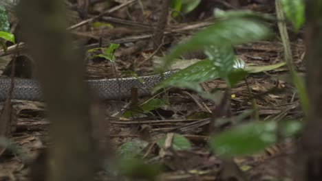 Wide-angle-following-a-black-snake-as-it-moves-through-the-forest-in-search-of-its-next-meal-in-slow-motion