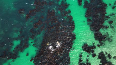 Rugged-dark-reef-in-cyan-green-water-Cape-Town-bay---aerial-top-down-slow-motion