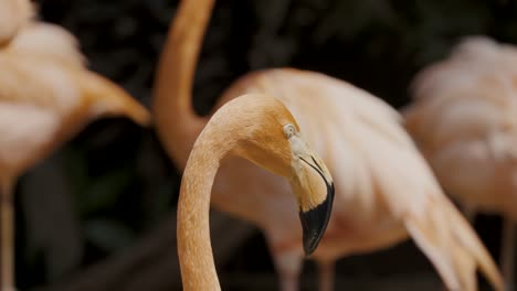 Close-Up-Of-American-Flamingo's-Pink-And-White-Bill-With-Black-Tip