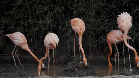 Flock-Of-Flamingo-Feeding-On-The-Pond-In-The-Zoo