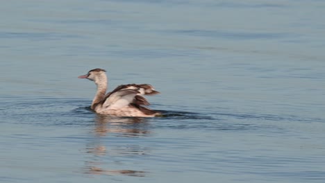 Shaking-its-wings-as-it-surfaces-out-of-the-water,-Great-Crested-Grebe-Podiceps-cristatus-Bueng-Boraphet-Lake,-Nakhon-Sawan,-Thailand