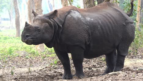 A-one-horned-rhino-standing-in-an-open-area-in-the-jungles-of-the-Chitwan-National-Park-in-Nepal