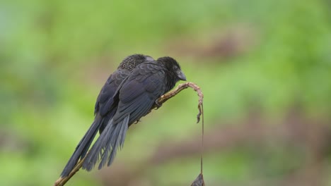 Pair-of-Groove-billed-ani-Sit-together-calling-out-on-outskirts-of-the-rain-forest