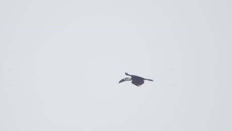 A-white-throated-toucan-flies-and-glides-in-the-sky-before-landing-onto-a-tree,-follow-shot