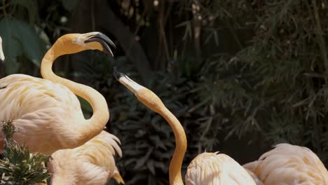 Zwei-Karibische-Flamingos,-Die-Mit-Ihren-Schnäbeln-Gegeneinander-Kämpfen