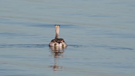 Swimming-forward-while-preening-on-the-lake,-Great-Crested-Grebe-Podiceps-cristatus-Bueng-Boraphet-Lake,-Nakhon-Sawan,-Thailand
