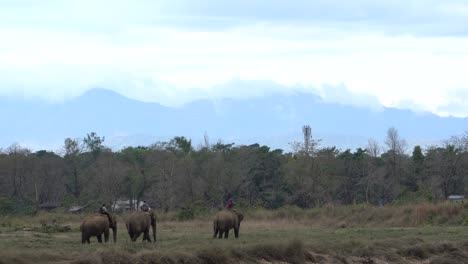 Chitwan,-Nepal---4.-Februar-2022:-Einige-Domestizierte-Elefanten-Gehen-In-Den-Dschungel,-Um-Zu-Arbeiten
