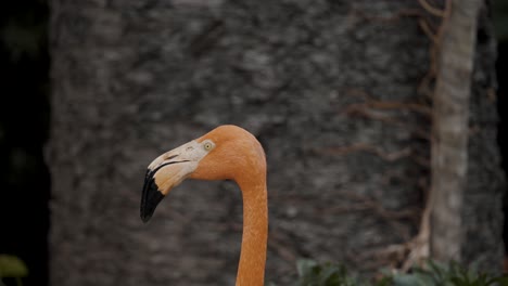 Close-Up-Portrait-Of-American-Flamingo-On-Their-Habitats-At-Yucatan-Peninsula-In-South-America