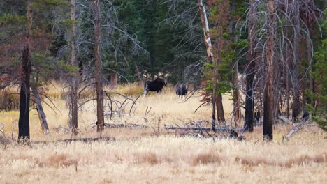 Pair-Of-Moose-At-Rocky-Mountain-National-Park-In-Colorado,-USA