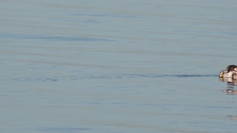 Moving-to-the-right-during-a-sunny-day-on-the-lake,-Great-Crested-Grebe-Podiceps-cristatus-Bueng-Boraphet-Lake,-Nakhon-Sawan,-Thailand