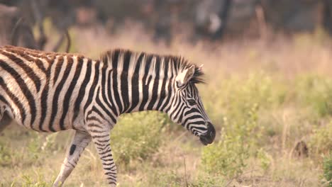 Zebra-walking-in-african-savannah,-waterbuck-antelope-in-background