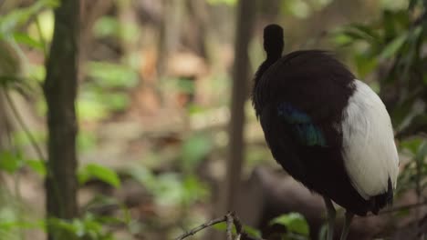 A-ground-dwelling-trumpeter-bird-shakes-its-body-and-gazes-around-as-it-walk-along-the-jungle-floor,-close-up-follow-shot