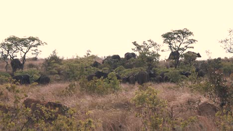 Große-Büffelherde,-Die-In-Afrikanischen-Savannenbüschen-Weiden-Lässt