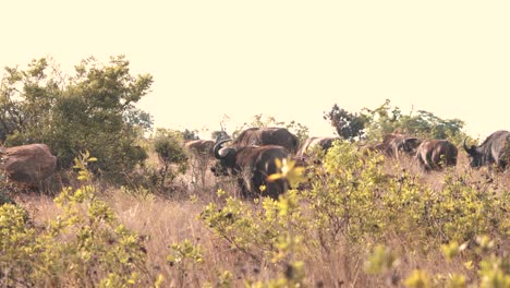 Afrikanische-Büffelherde,-Die-In-Savannengras-Und-Büschen-Wandert