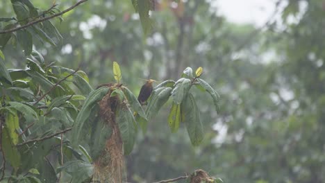 Two-oropendola-birds-are-seen-chasing-each-other-on-a-tropical-tree-limb,-follow-shot