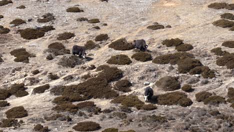 Some-yaks-enjoying-an-alpine-pasture-in-the-high-Himalaya-Mountains-of-Nepal
