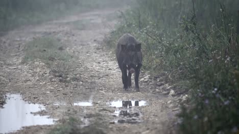 A-wild-boar-walking-on-a-dirt-road-in-the-early-morning-fog-and-light